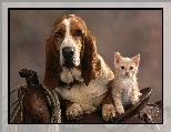 Siod�o, Kot, Basset